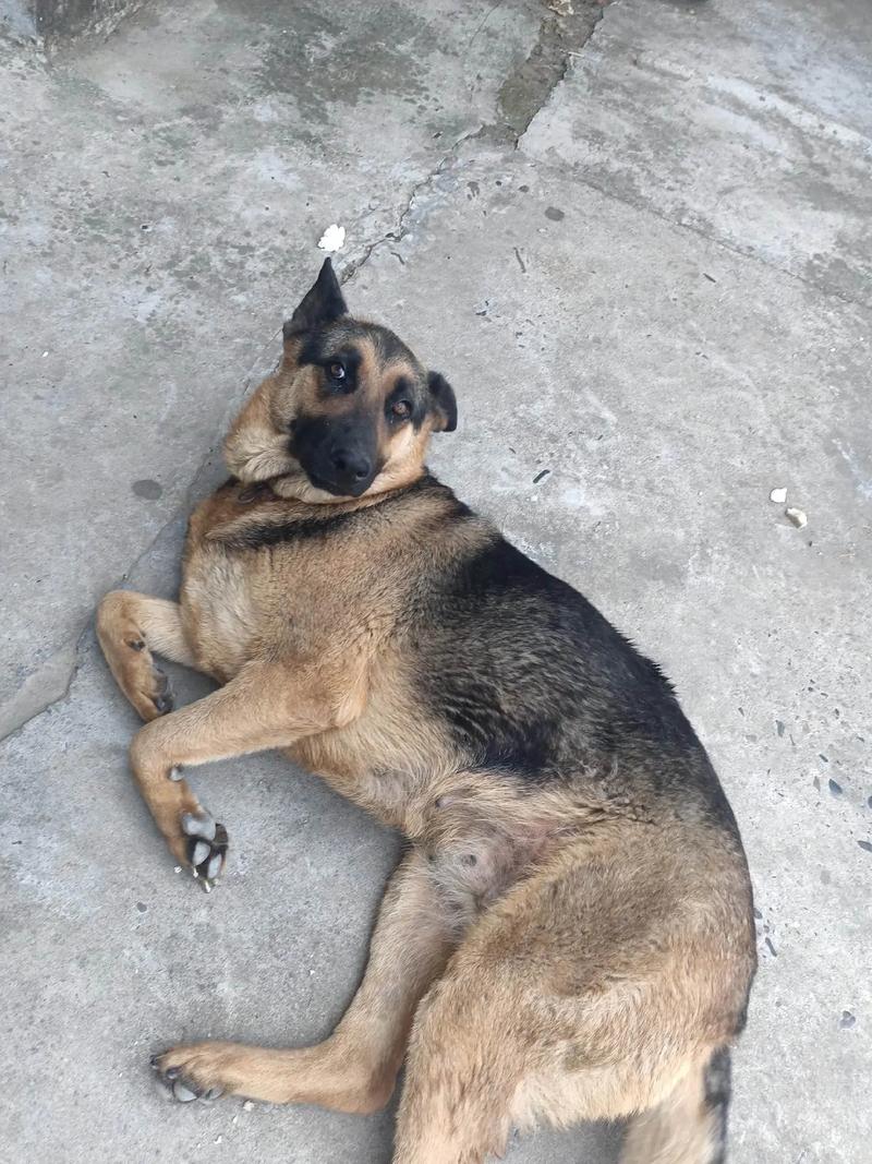 狗狗怀孕55了不吃东西怎么回事?狗狗怀孕五十五天了不爱吃饭怎么回事