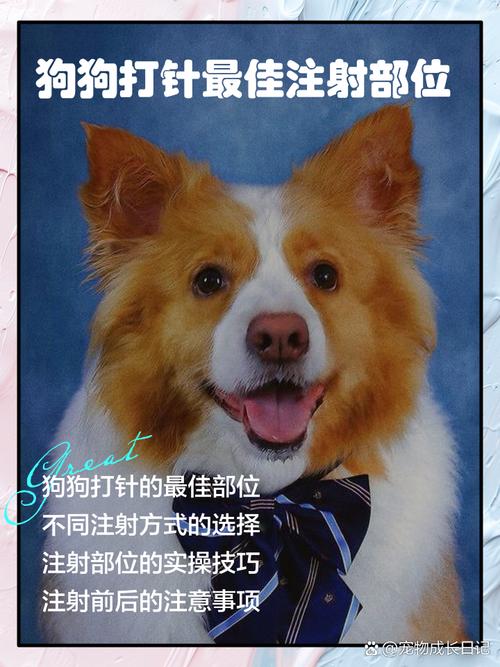 狗狗打针最佳注射部位