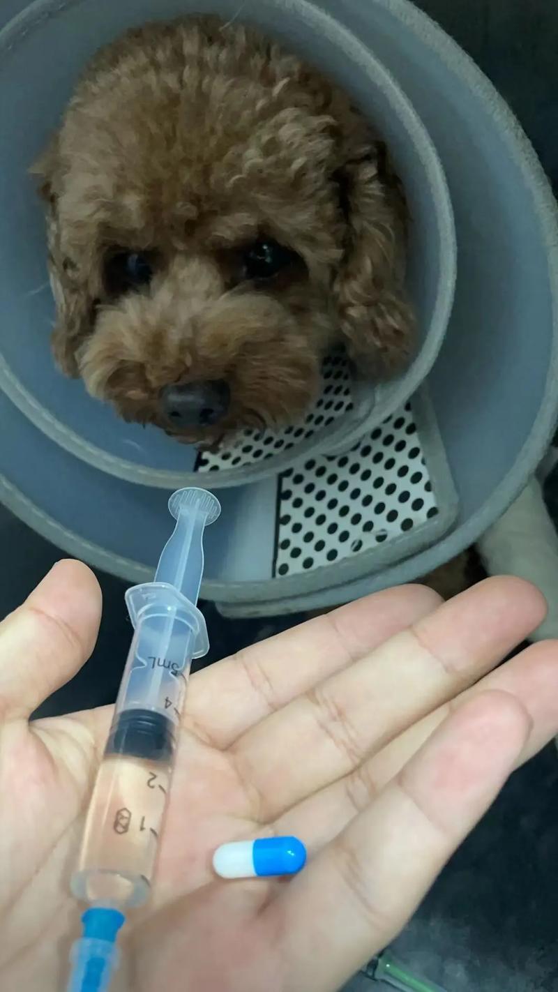 狗狗打针打多少???