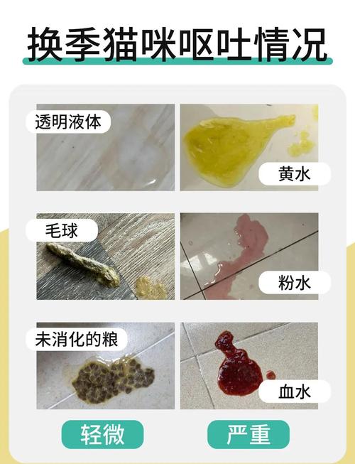 猫咪肠道积气排不出来,该怎么处理?