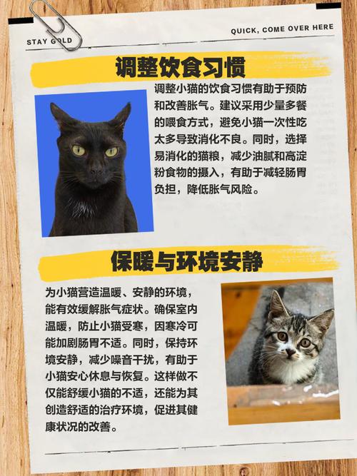 猫胀气怎么把气排出去