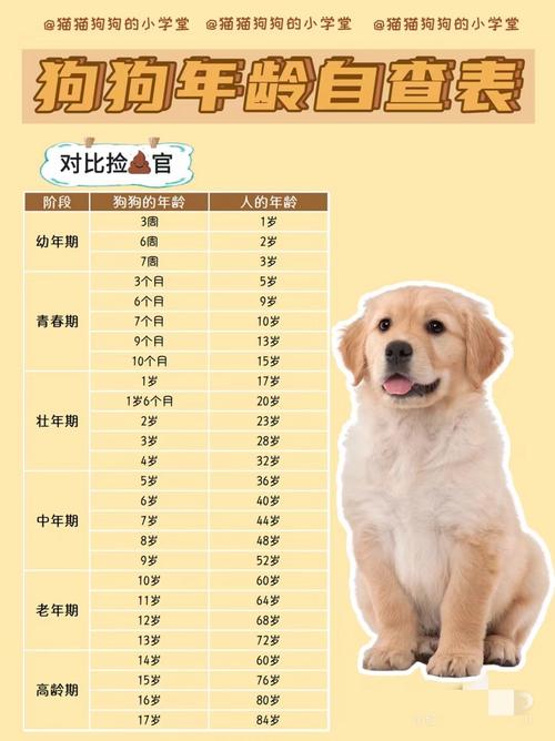 狗狗的年龄怎么算