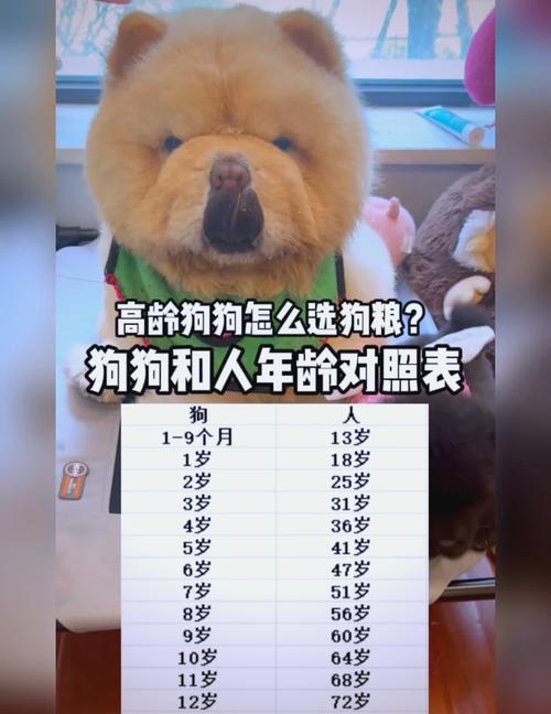 狗狗八岁相当于人几岁