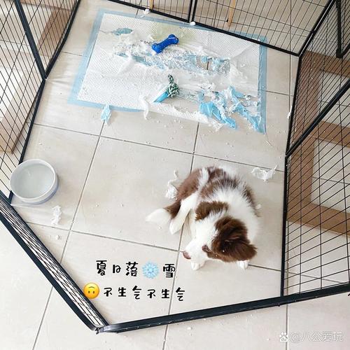 怎么纠正狗狗撕咬尿垫