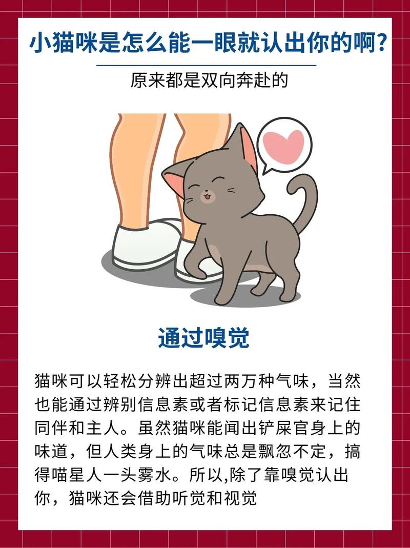 猫是靠什么认主人