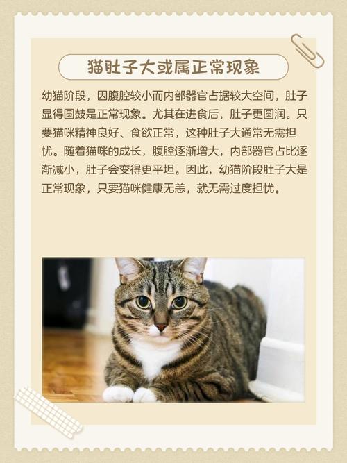 猫咪肚子大鼓鼓但是吃喝正常