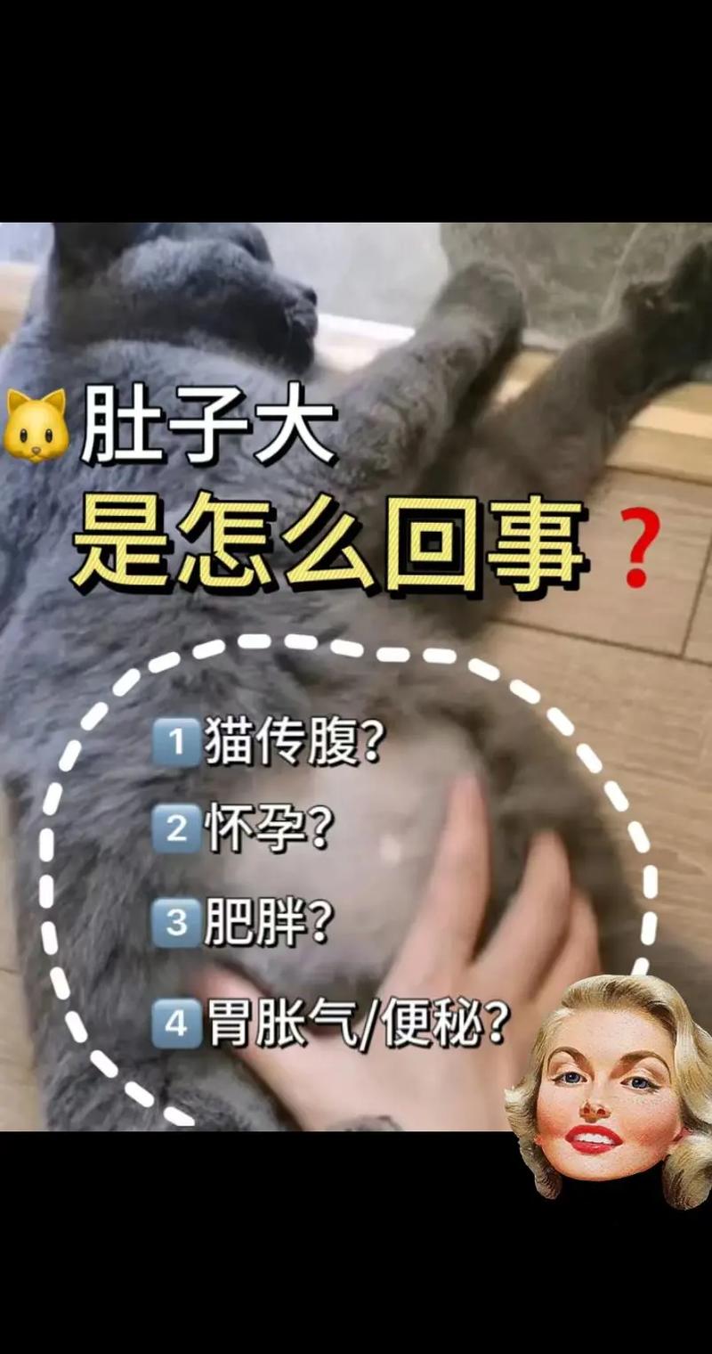 猫肚子鼓鼓的食欲不振