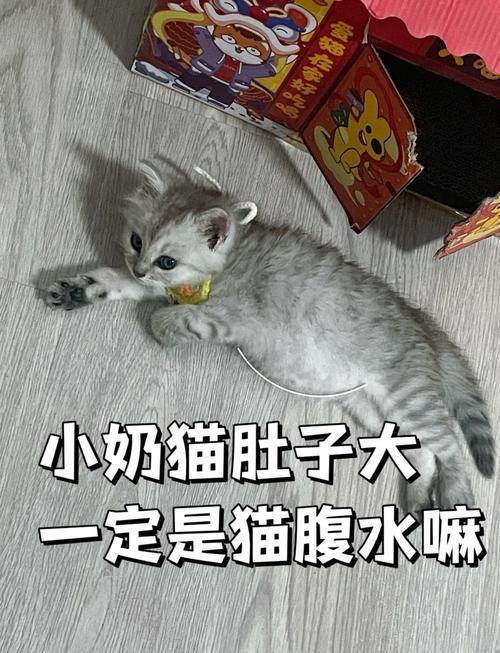 小猫肚子鼓鼓的还一直吃是怎么回事?,小猫肚子吃得鼓鼓的还在吃