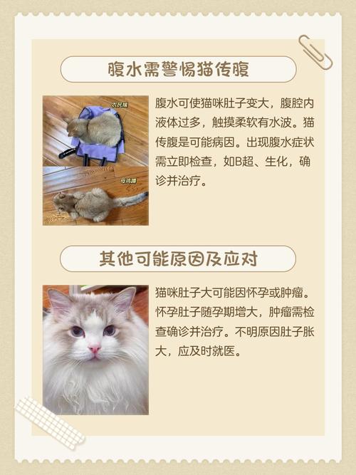 小猫肚子鼓鼓的硬硬的但是很活泼