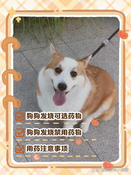 狗狗体温到39.6度算不算发烧