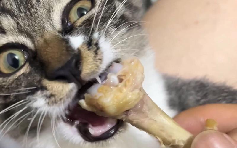 猫把鸡骨头咬碎吃了有事吗?