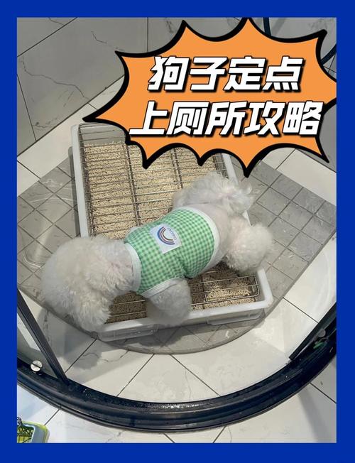 为什么狗不能用猫砂