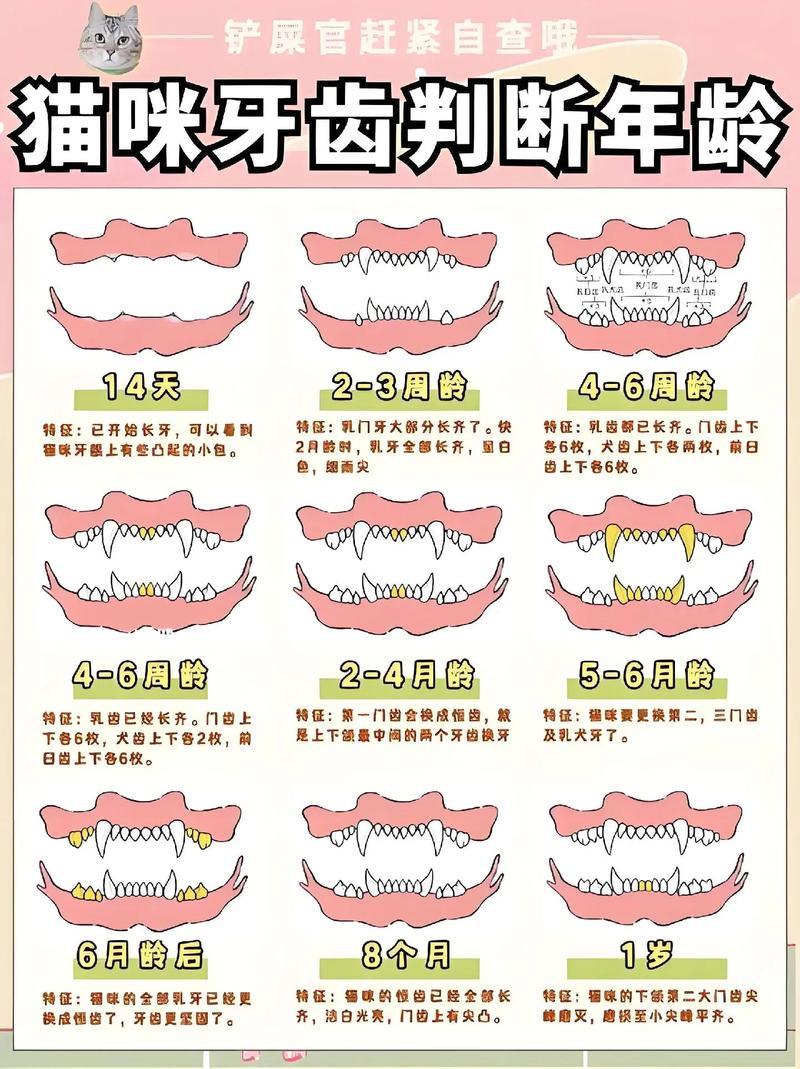 如何判断猫咪多大了