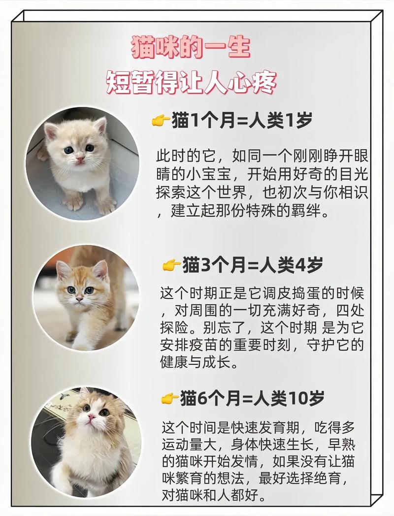 如何判断一只猫咪多大了
