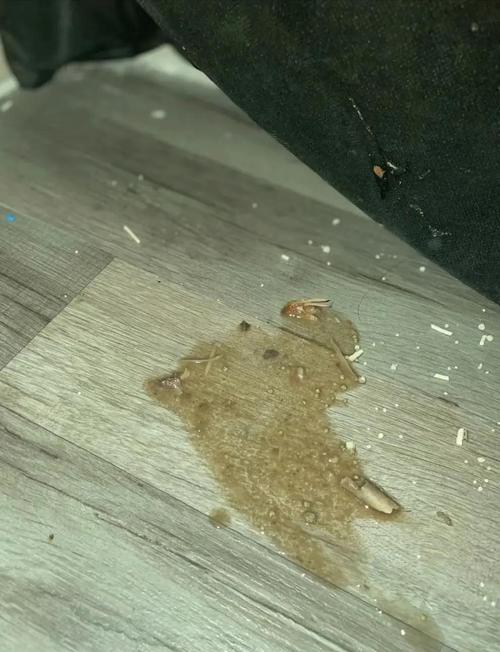 猫把鸡翅骨头吃下去了怎么办