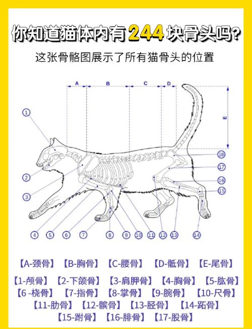 猫为什么不能吃骨头