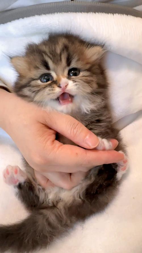 小猫咪多大可以剪指甲且多久修剪一次?