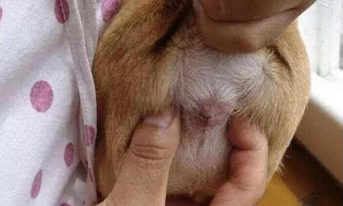 狗狗肛门腺怎么挤