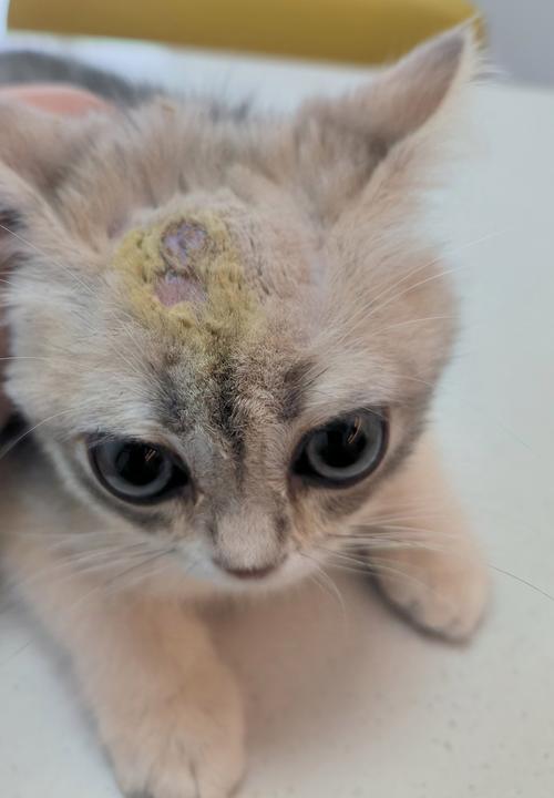 龙猫可以吃螃蟹肉吗?