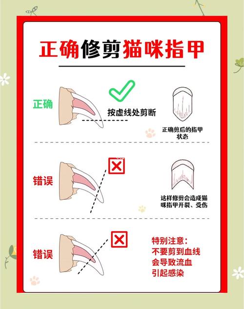 猫咪为什么不能剪指甲