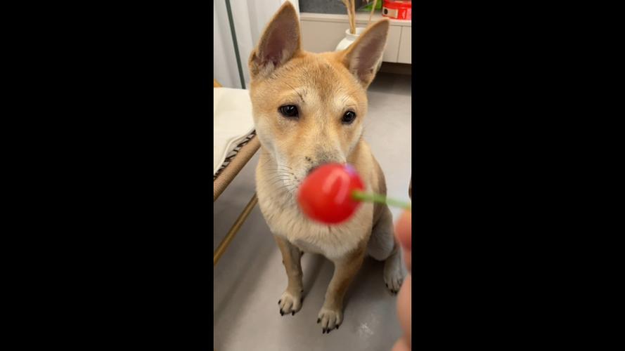 狗狗吃樱桃会怎么样?