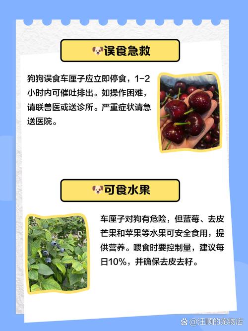 狗狗吃了一颗樱桃会不会有事