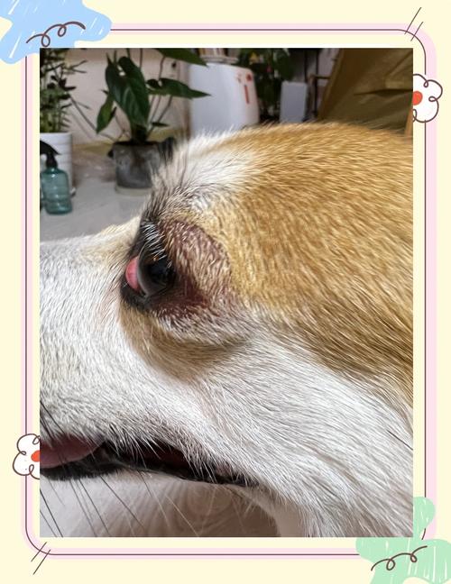 小狗过敏怎么治?有偏方么?