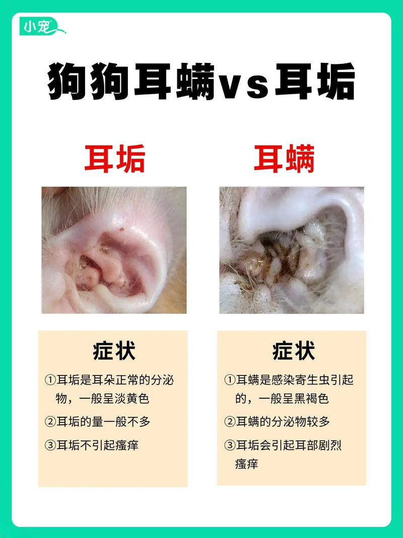 狗狗是否得了耳螨,怎么治疗?