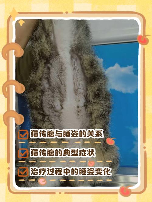 猫咪什么睡姿是生病了