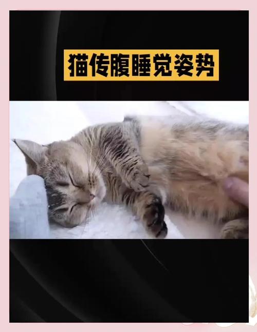 猫咪什么样的睡姿代表它生病了呢?麻烦具体说一下。