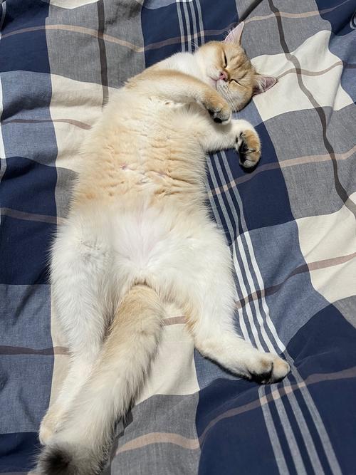 猫咪什么样的睡姿代表它生病了?