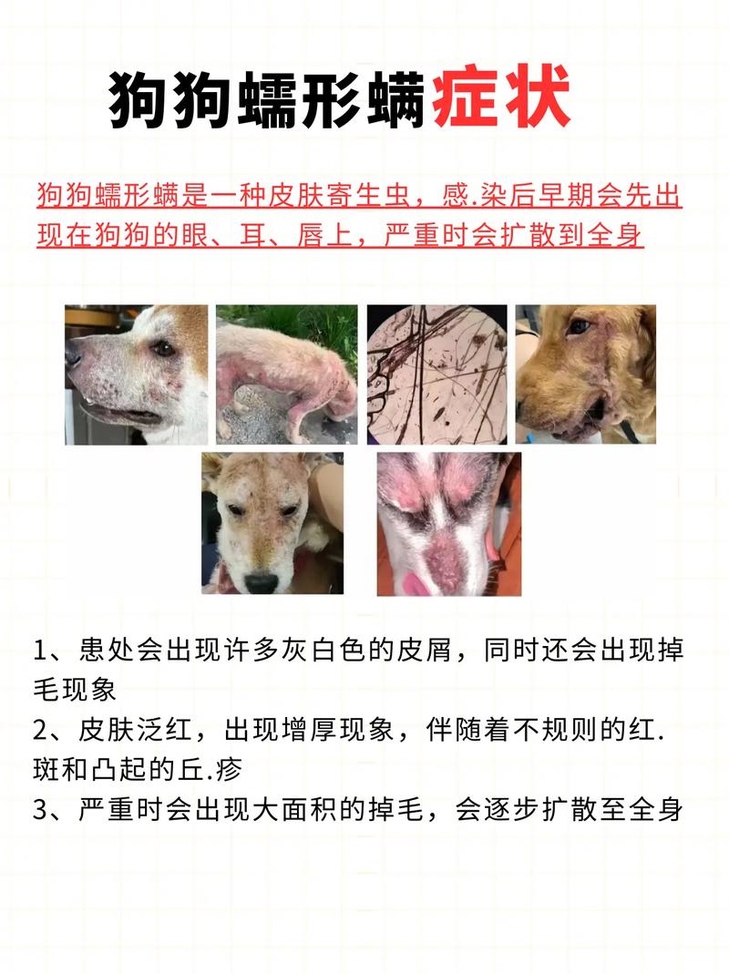 狗狗蠕型螨虫怎么治疗