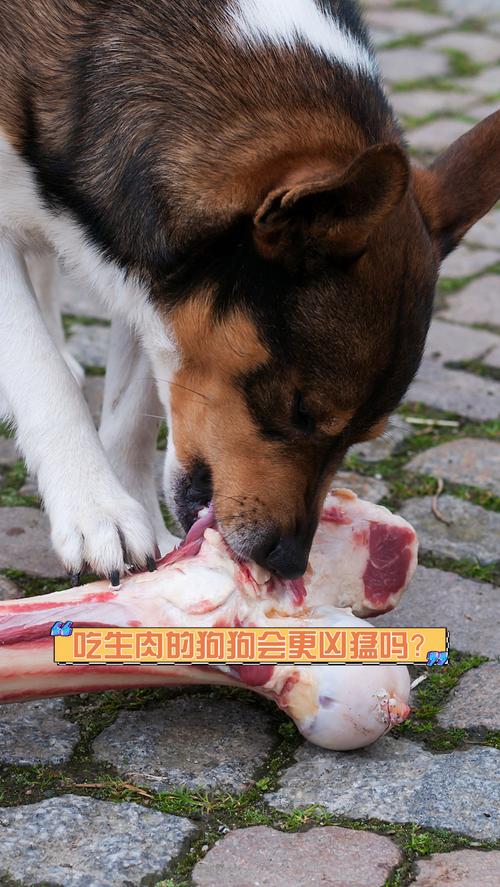 萨摩耶犬能吃煮熟的肉皮么