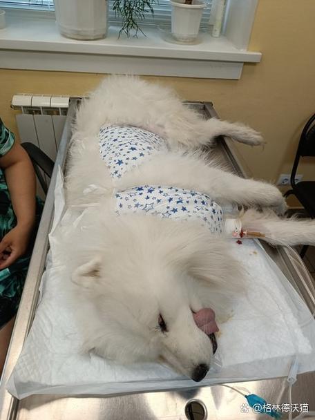 给狗狗吃猪皮可以吗?