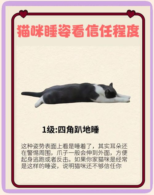 猫咪睡姿的不同意义