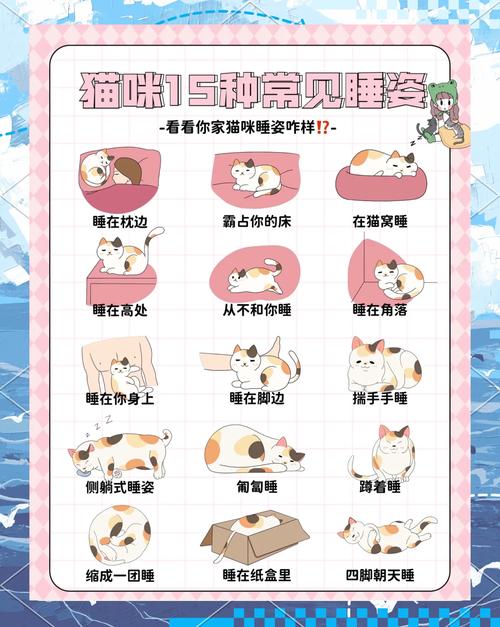 猫咪的睡姿代表什么