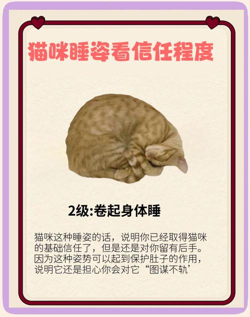 猫咪睡姿的不同意义!来看有没有你家同款