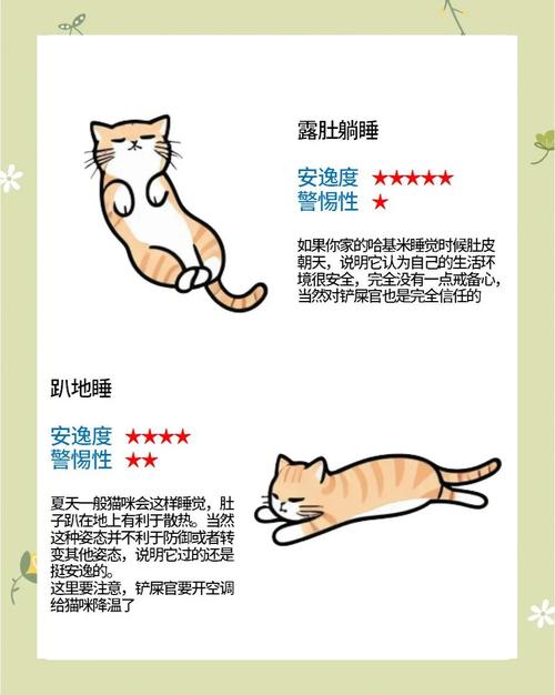 猫咪的不同睡姿分别都暗示什么