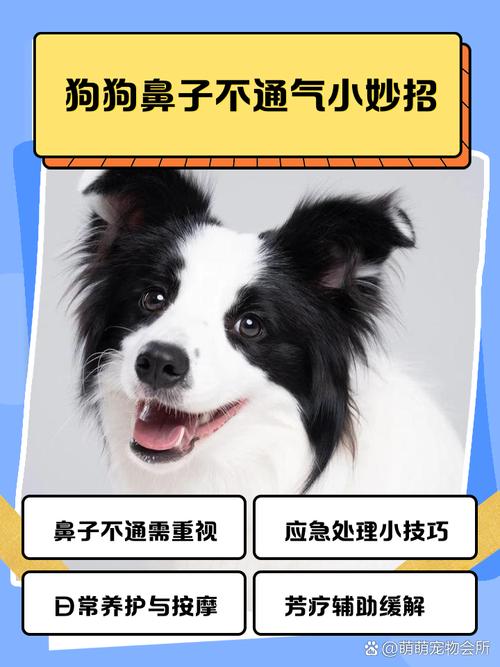 狗狗鼻子堵塞10秒解决