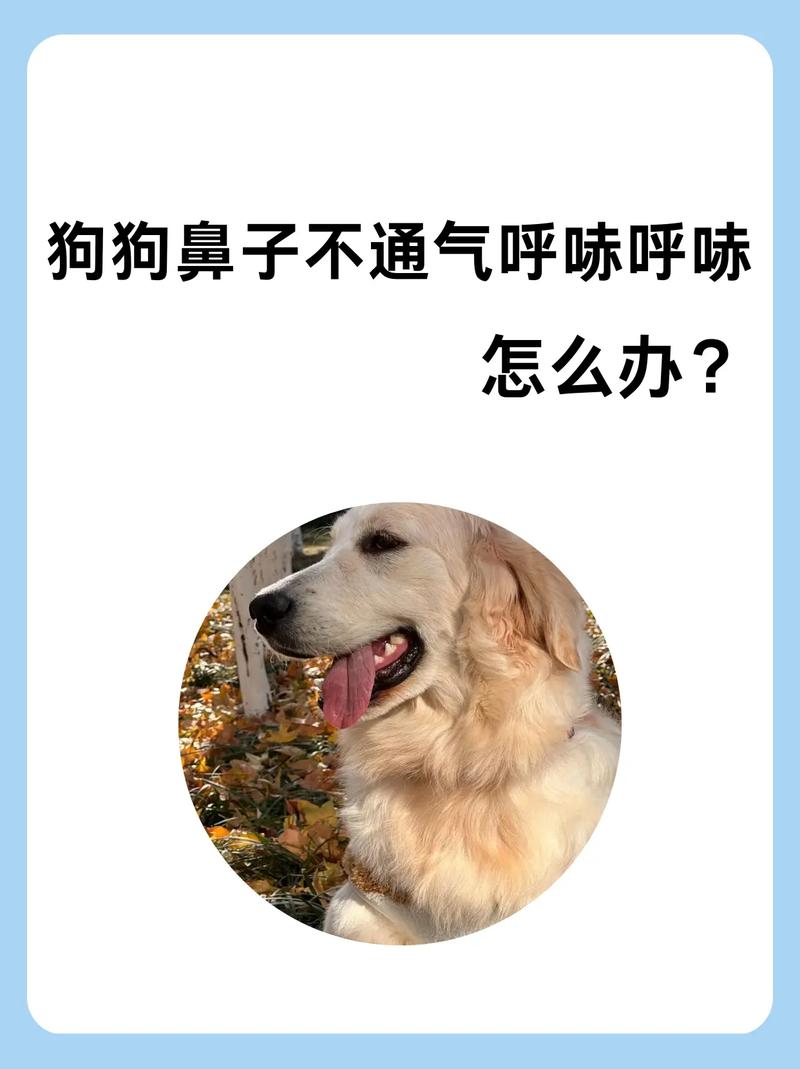 狗狗鼻子呼哧呼哧的像堵塞了一样