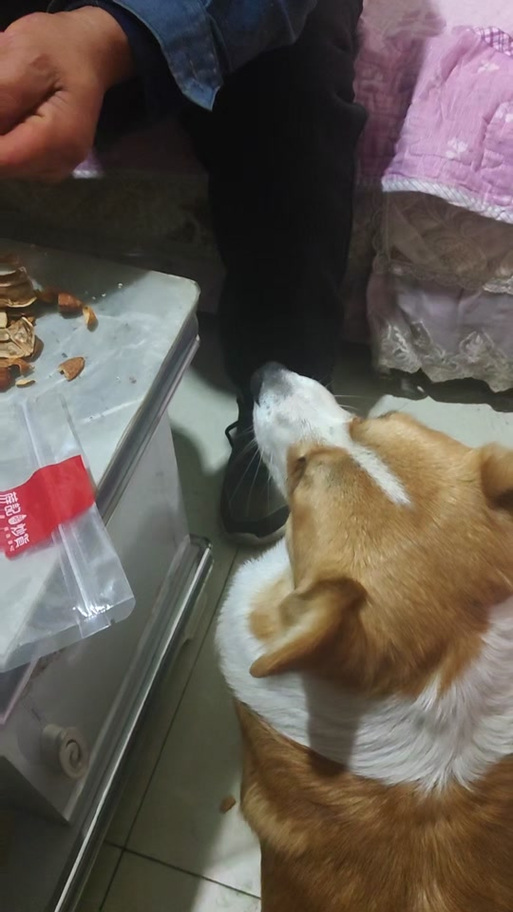 狗能吃巴旦木吗