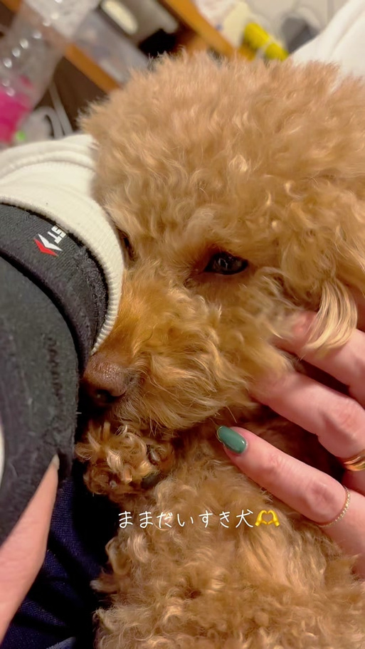 狗狗能吃巴旦木仁吗