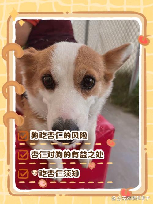 狗能吃巴旦木仁吗