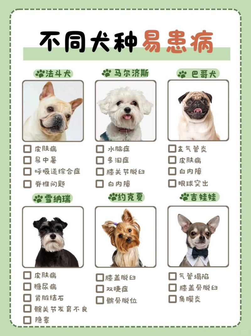 什么小型犬不容易生病比较好养