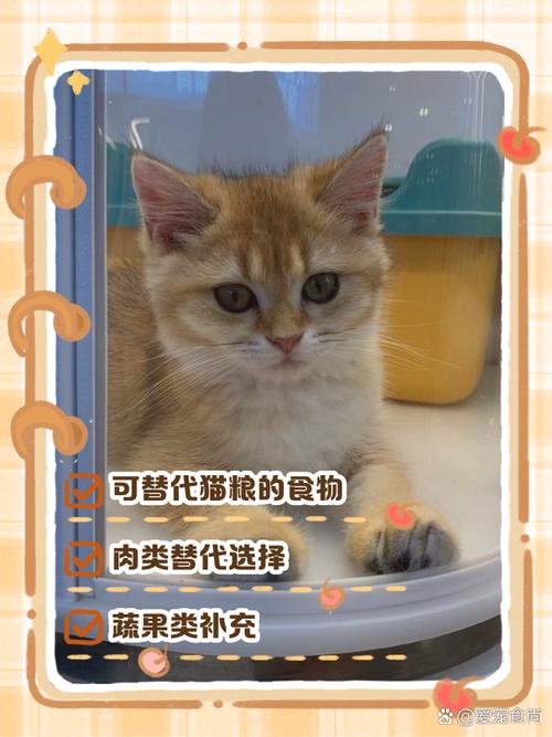没有猫粮给猫吃什么?