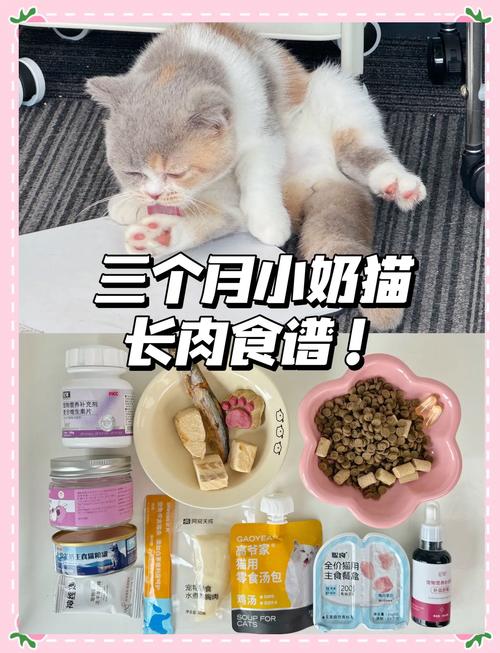 猫三个月还可以吃什么