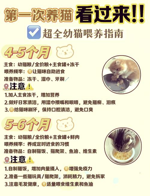 两个月大的小猫怎么喂养