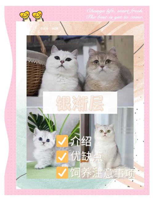 两个月的银渐层怎么养??