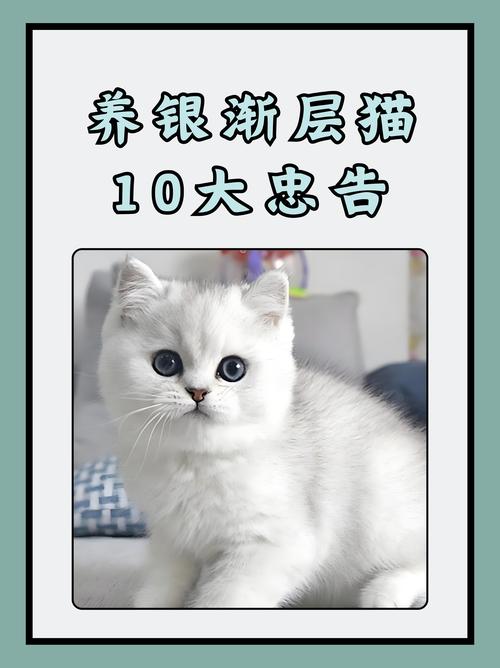 养了两只两个月大的猫咪,不知道应该怎么养,现在是冬天如果家里不温暖...