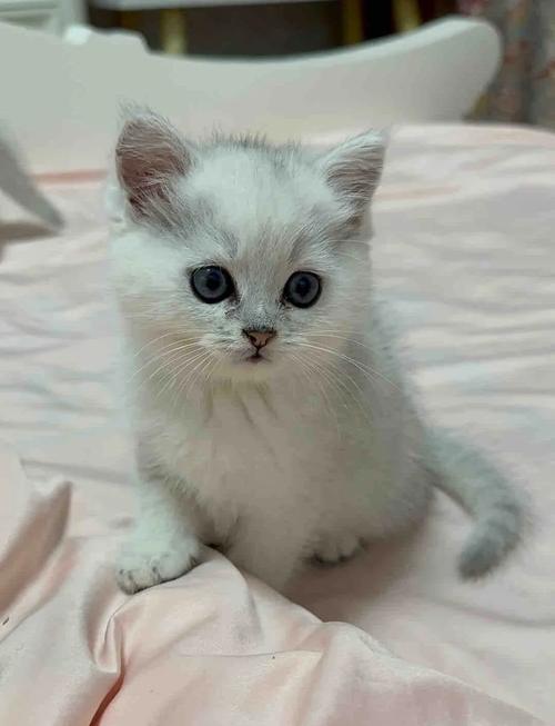 2个月的小猫因该怎么喂养?刚带回来的2个月的小猫,怎么喂养比较好